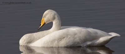 Whooper Swan