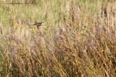 Sparrowhawk