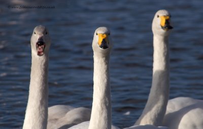 Whooper Swans