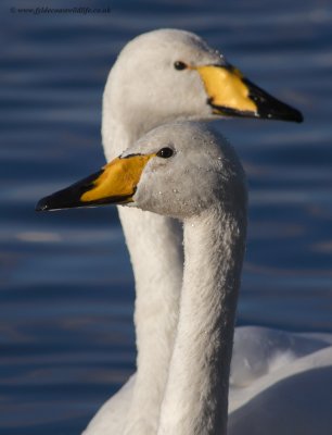 Whooper Swans