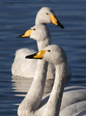 Whooper Swans