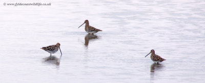 Common Snipe