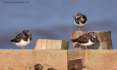 Turnstone