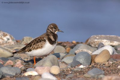 Turnstone