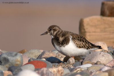Turnstone