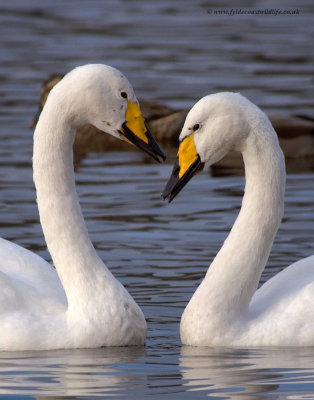 Whooper Swan