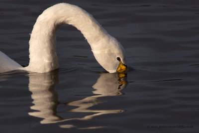 Whooper Swan