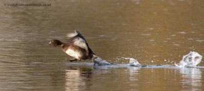 Tufted Duck