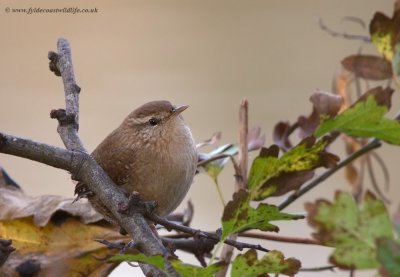 Wren