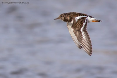 Turnstone