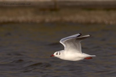 Black-headed Gull