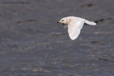 Iceland Gull