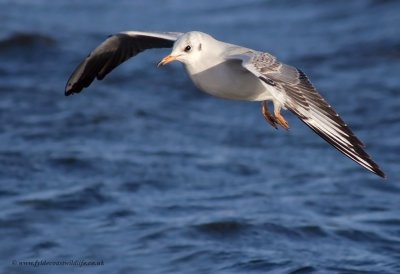 Black-headed Gull