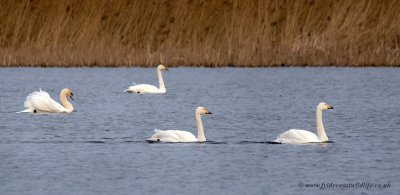 Whooper Swan