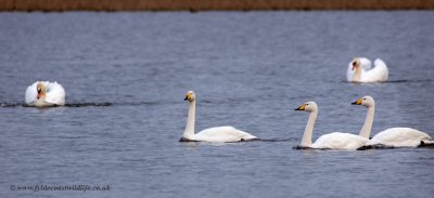 Whooper Swan