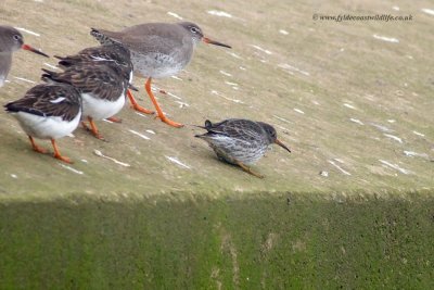 Purple Sandpiper