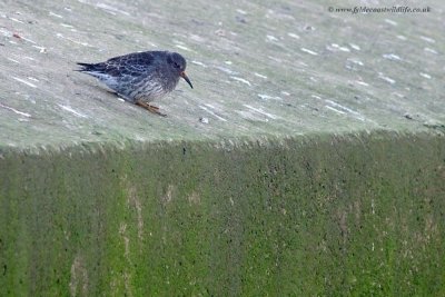 Purple Sandpiper