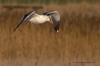 Lesser Black-backed Gull