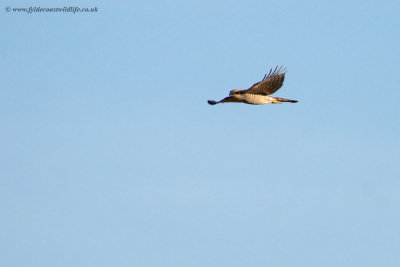 Sparrowhawk