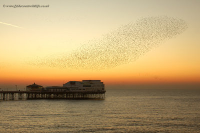 Starling roost