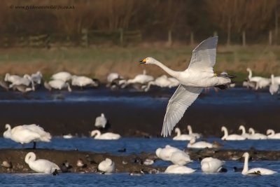 Whooper Swan - room for one more?