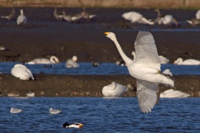 Whooper Swan - Up Periscope