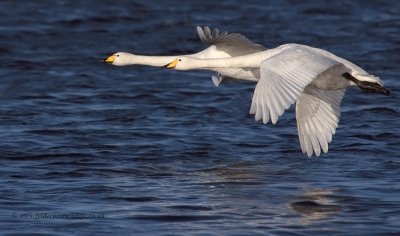 Whooper Swan - a photo finish