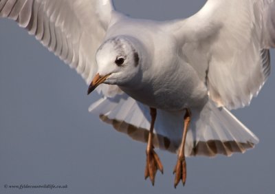 Black-headed Gull