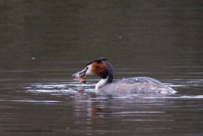 Great Crested Grebe with lunch