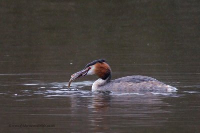 Great Crested Grebe with lunch