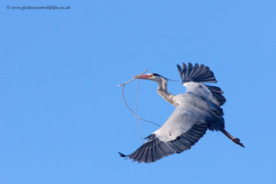 Grey Heron flying in with nesting material