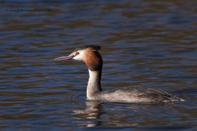 Great Crested Grebe