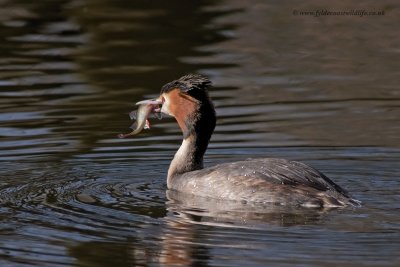 Great Crested Grebe