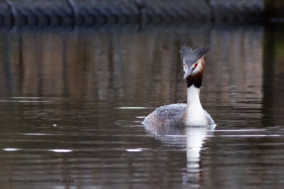 Great Crested Grebe