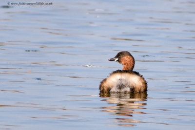 Little Grebe