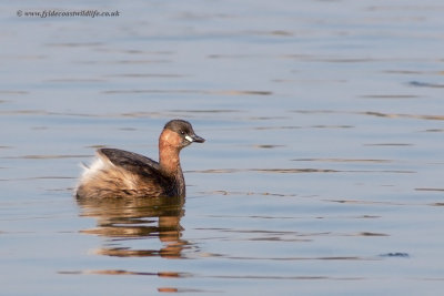 Little Grebe