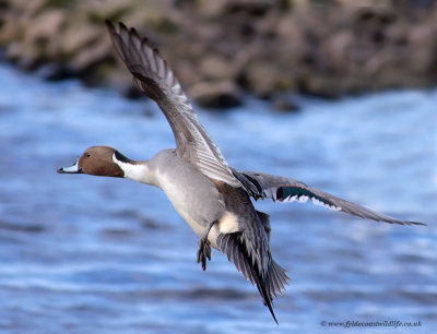 Pintail