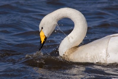 Whooper Swan