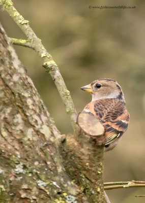 Brambling