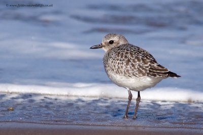Grey Plover