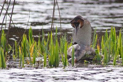 Great Crested Grebe