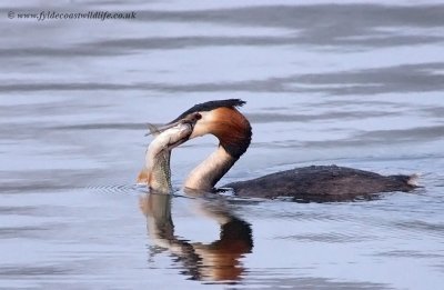 Great Crested Grebe