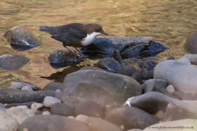 Dipper