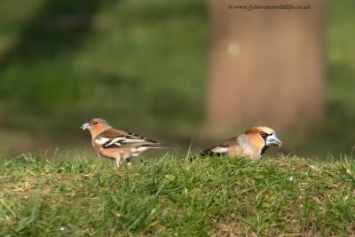 Hawfinch