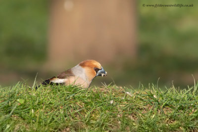 Hawfinch