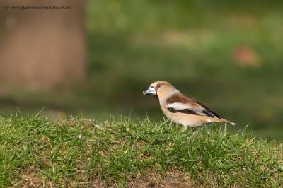 Hawfinch