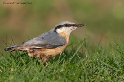 Nuthatch