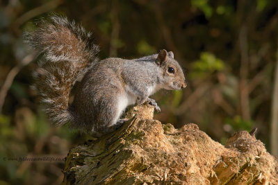 Grey Squirrel