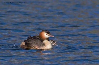 Great Crested Grebe with young