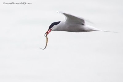 Common Tern